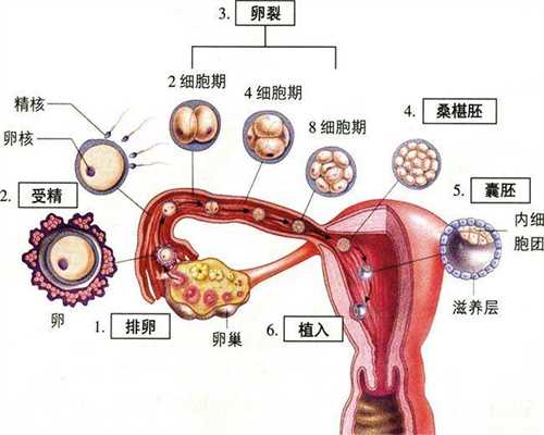 上海代孕成功经验,感染性疾病多会导致男性不育
