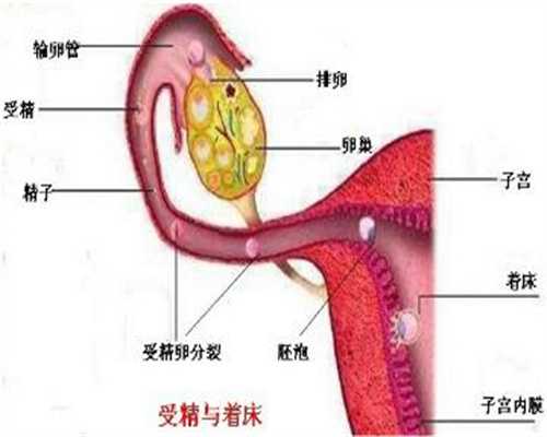 上海代孕安全吗,怎样预防输卵管不通呢